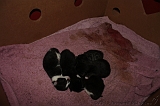 Nestje Kittens_009